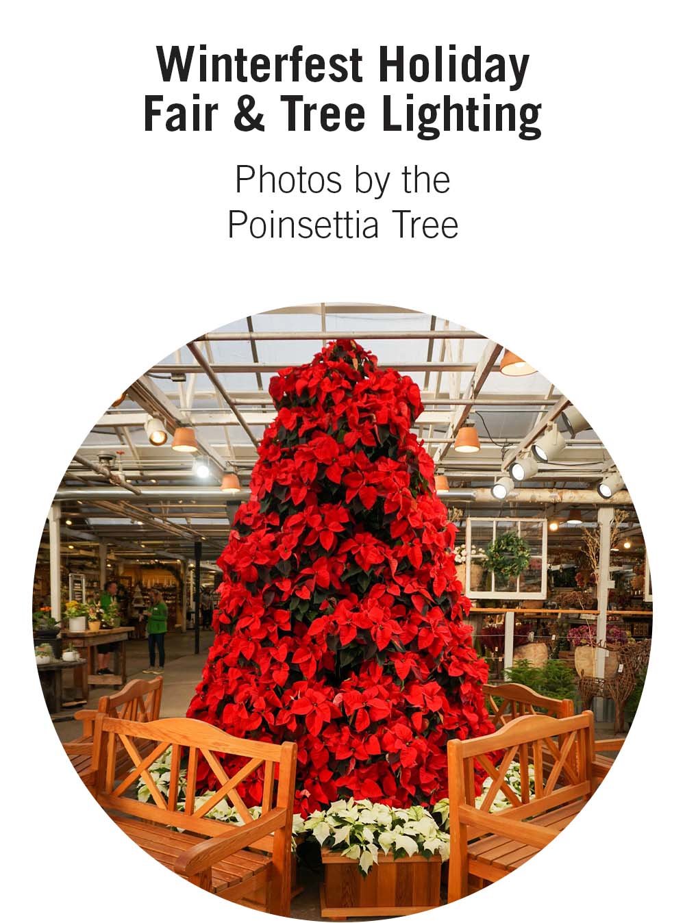 Winterfest Holiday Fair & Tree Lighting Photos by the Poinsettia Tree