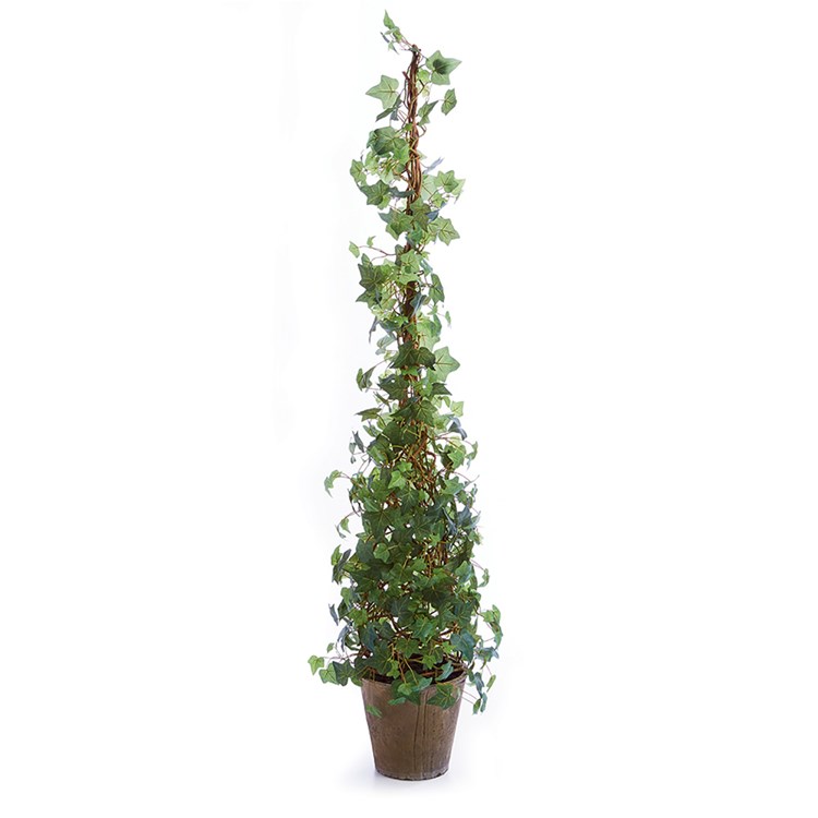 IVY CONE TOPIARY POTTED 62" Ivystone