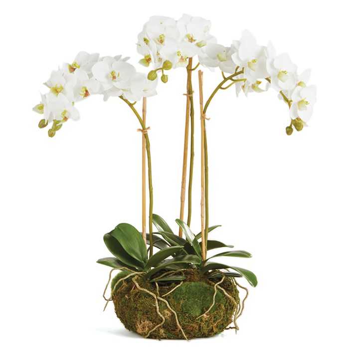 PHALAENOPSIS ORCHID MINI GARDEN DROPIN 16" Ivystone