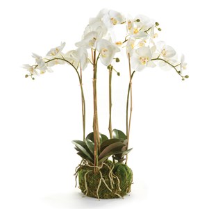 One phalaenopsis orchid plant, spanish moss, black lava with seasonal  branch. White or pink, in stone ceramic…